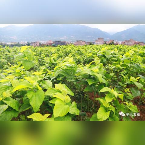 桂林市哪里有桑叶摘