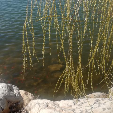 大连市有哪个镇