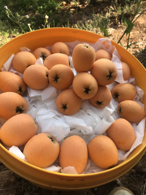 春季坐月子吃什么水果好 春季坐月子吃什么水果好