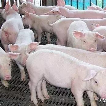 福建生物醇怎么样