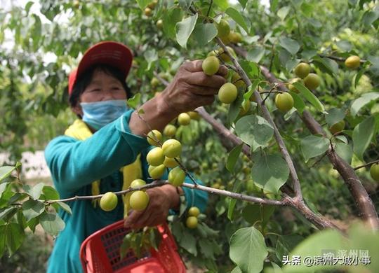 年逾花甲难解“果树情缘”滨州两老教授再创业建起“百果园”