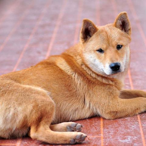 合肥免费土狗相关长尾关键词有哪些