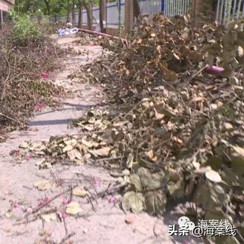 南宁蔡菜的相关长尾关键词有哪些
