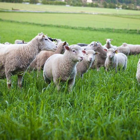 生肖羊2009年运势大全(生肖羊2009年运势大全男)