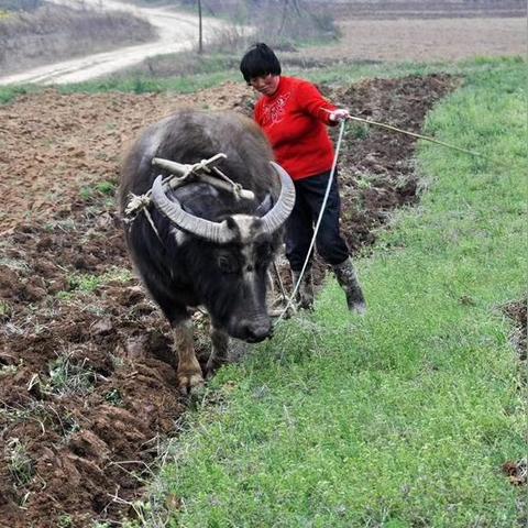 河南光山吃什么的