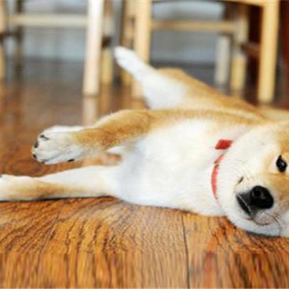 广州秋田犬舍相关长尾关键词有哪些