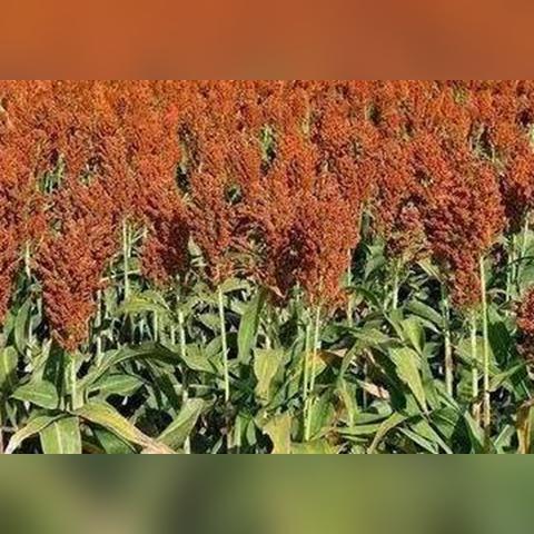 为什么河南小麦早熟严重