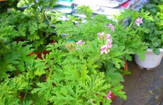 夏天怕蚊虫就养3种花，净化空气散发驱蚊香气，养在家里提神醒脑