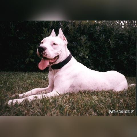 保定市希腊猎犬图片的长尾关键词有什么