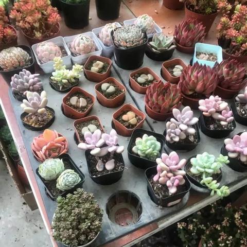 成都市新增市场有哪些