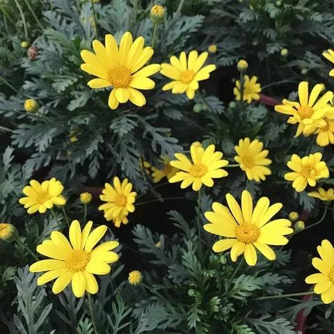 足球运动员菊花阵的长尾关键词有哪些