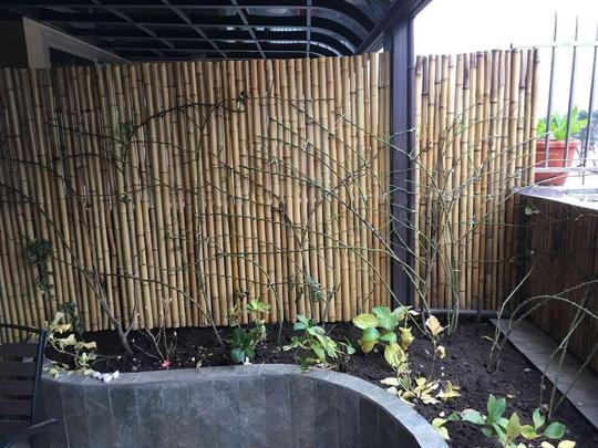 创业压力大，他用养花来减压，亲手打造了一个小花园