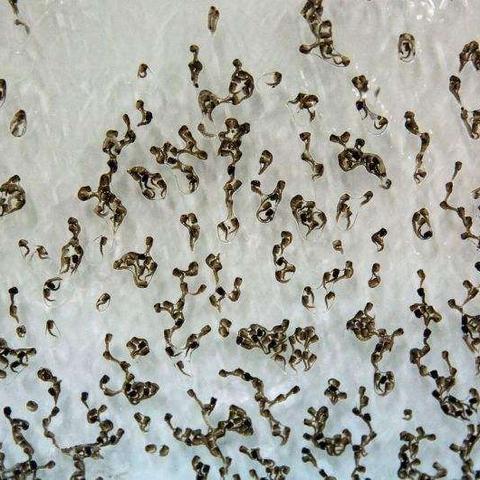 武汉治不孕来问黄埔的长尾关键词有哪些