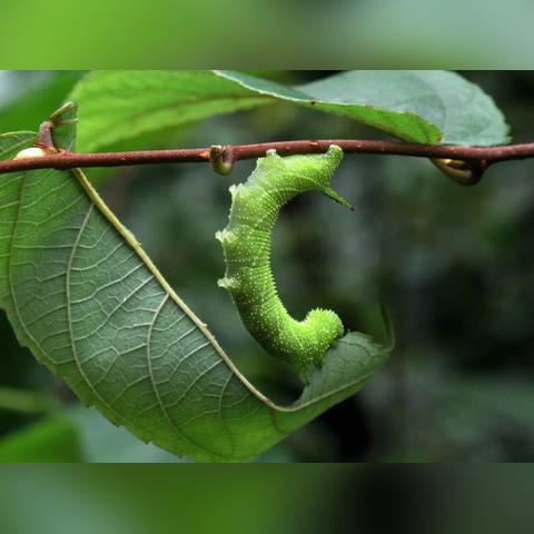 宁波8号公园昆虫展的相关长尾关键词有哪些