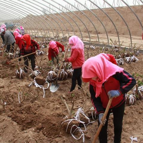 大连市红旗谷在哪个区