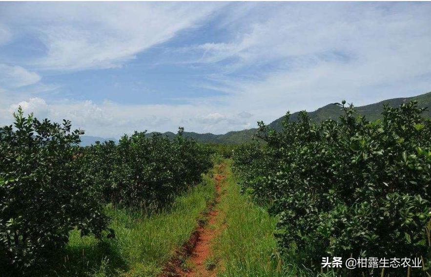 柑橘園草種植手藝_柑橘黃龍病更好的防治辦法除了搭防蟲網還有其它辦法嗎