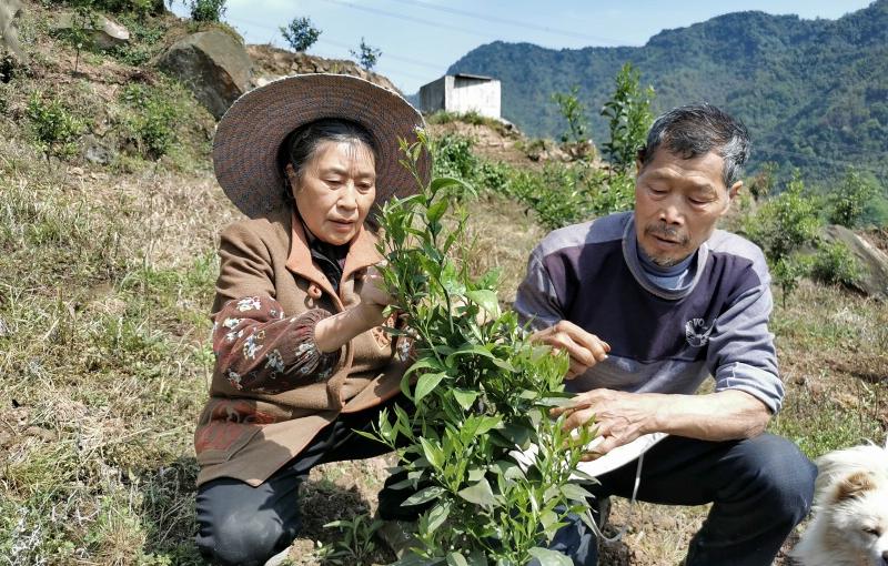 爱媛又叫什么名字（是跟团游好还是自由行好）