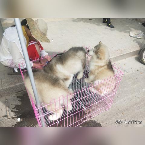 [苏州英卡犬买]长尾关键词有什么