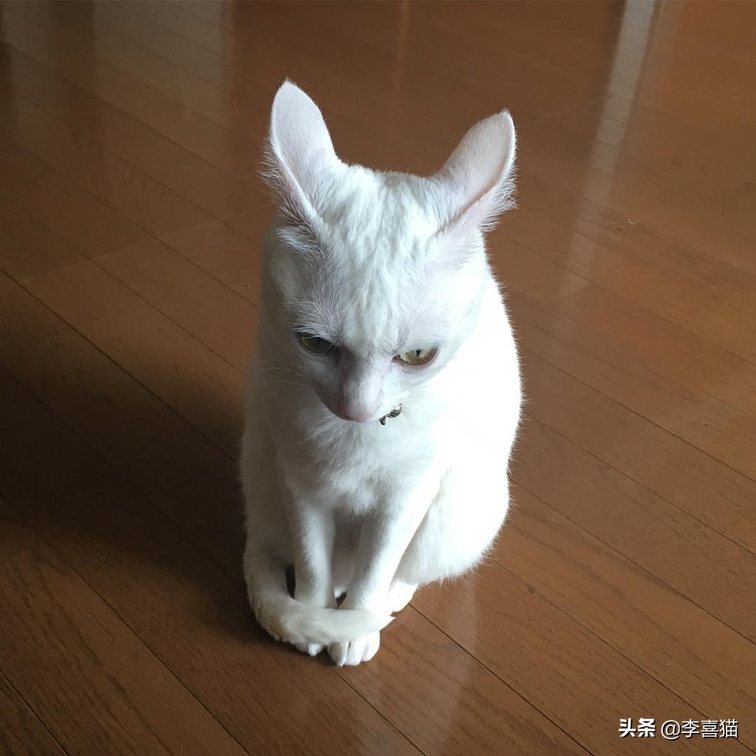 猫咪飞机耳是什么意思(垂耳兔飞机耳怎么回事)