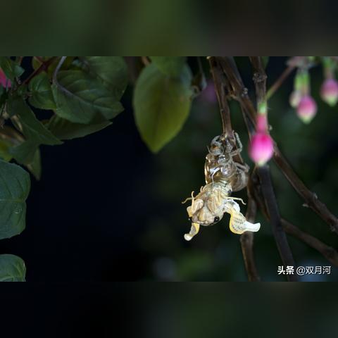 广东佛山市知了龟的长尾关键词有哪些