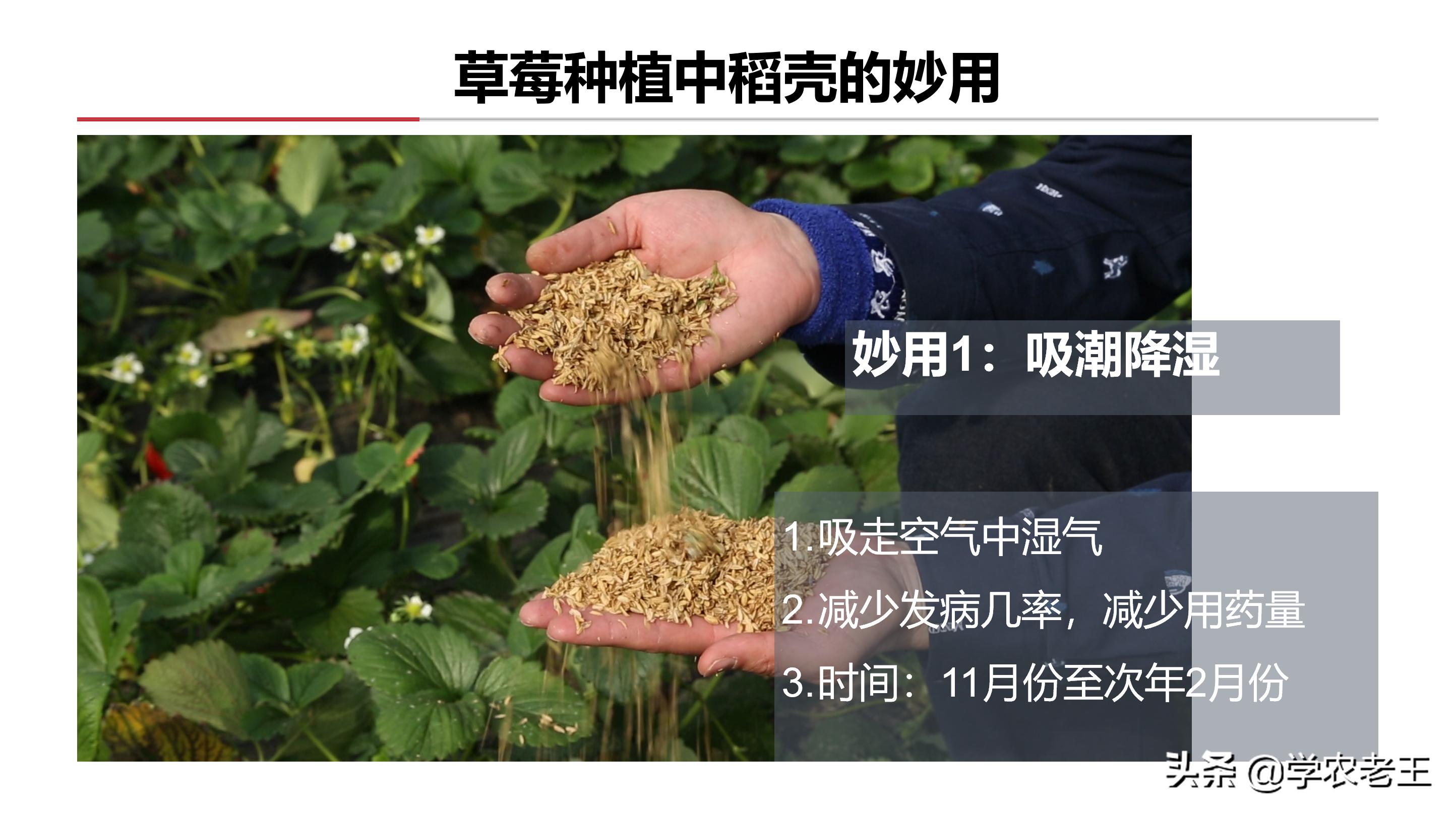 草莓怎么种植方法 地里,草莓怎么长得快?