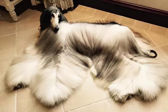 “冷门”又“好看”的5种宠物狗，估计你可能一种都没见过