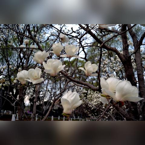济南市植物园在什么位置
