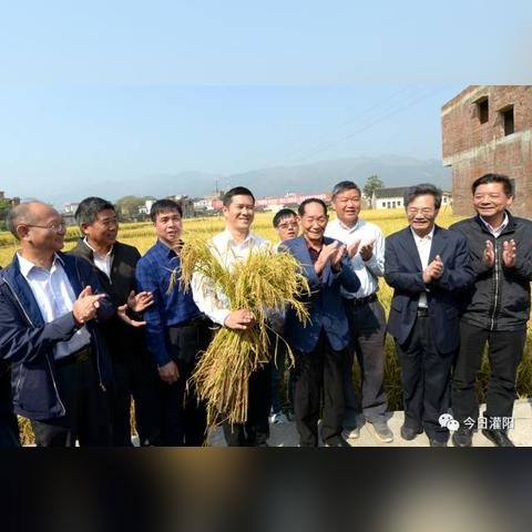 桂林市水稻田哪里多