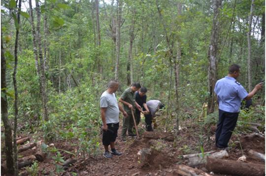 种植茯苓亩收益上万元？农村小伙种植了5分地证明，没那么容易