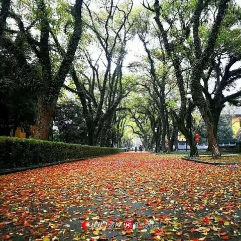 桂林市没气味地毯有哪些