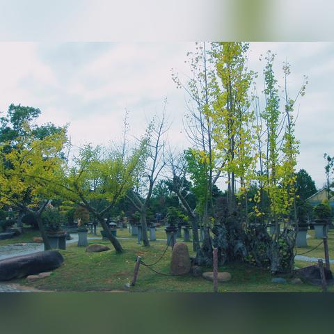 黄山市和无锡市哪个好点