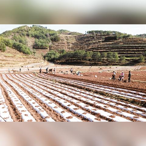 河南研种业的相关长尾关键词有哪些