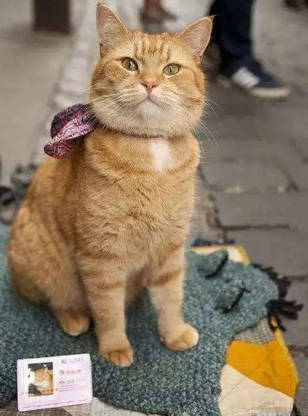 流浪猫鲍勃去世是怎么回事