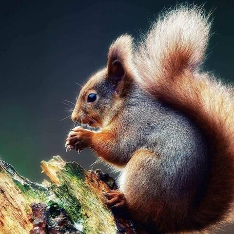 72生肖鼠属火运势(2021属鼠的运势和财运1972)