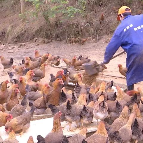 东莞市桥头镇不发工资怎么办