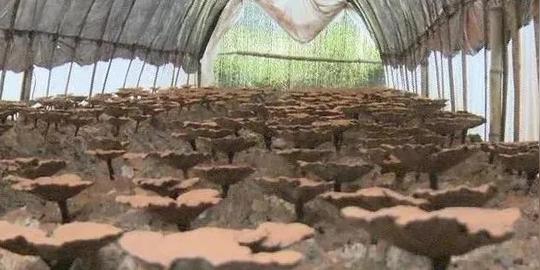 「现代农业领军人物」徐贻宜——东岭致富带头人情暖六村贫困户