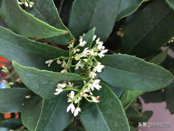 夏季盆栽桂花施肥,入秋了又到了金桂飘香的季节?