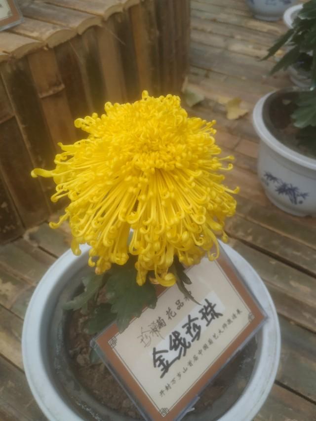 菊花的品种与功效,贻菊和菊花有什么不同?