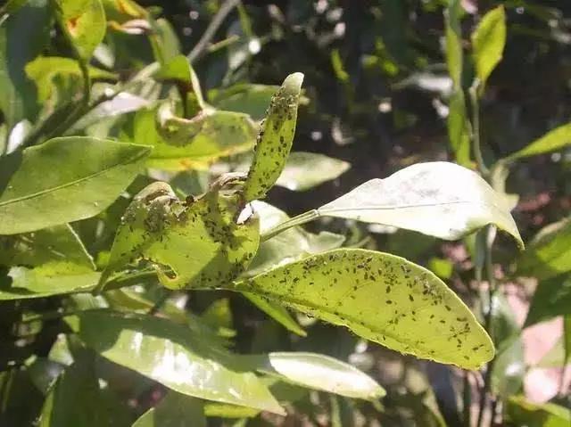 柑橘病蟲(chóng)害的綠色防控手藝_怎么防治柑橘牛皮柑