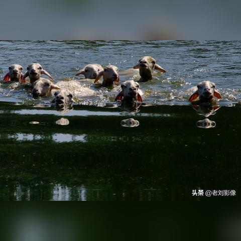 保定市烤鲜羊腰店电话多少