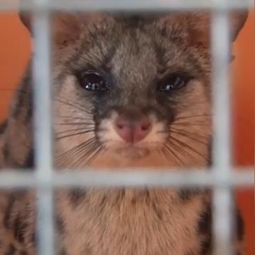 广东东莞市本地蛙照片的长尾关键词有什么