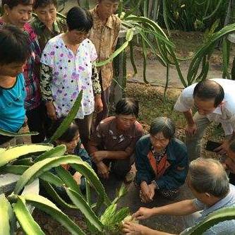 武汉市产什么水果