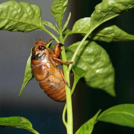 生肖猴处女座2025运势(属猴的处女座2020年运势如何)