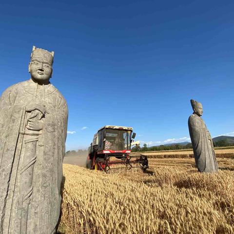 河南麦田石像是文物吗？