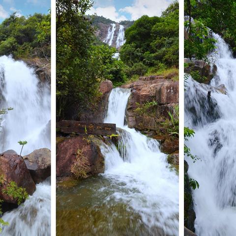 广州市能种什么水果树