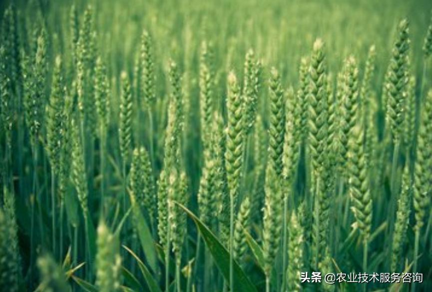 江淮经济期刊影响因子查询冰菜适合11月份种吗