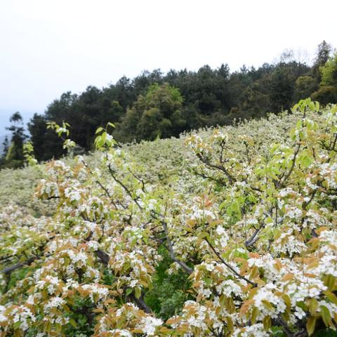 今日天气预报重庆渝北区的长尾关键词有什么