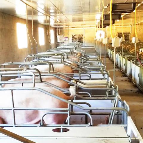 河南养猪企业的相关长尾关键词有哪些