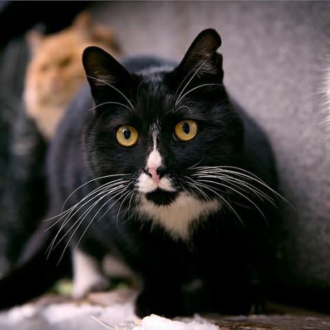 保定市哪里收留猫咪的