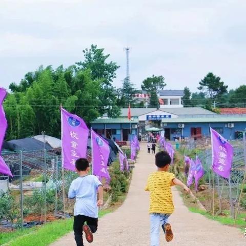 武汉市桃子什么时候上市